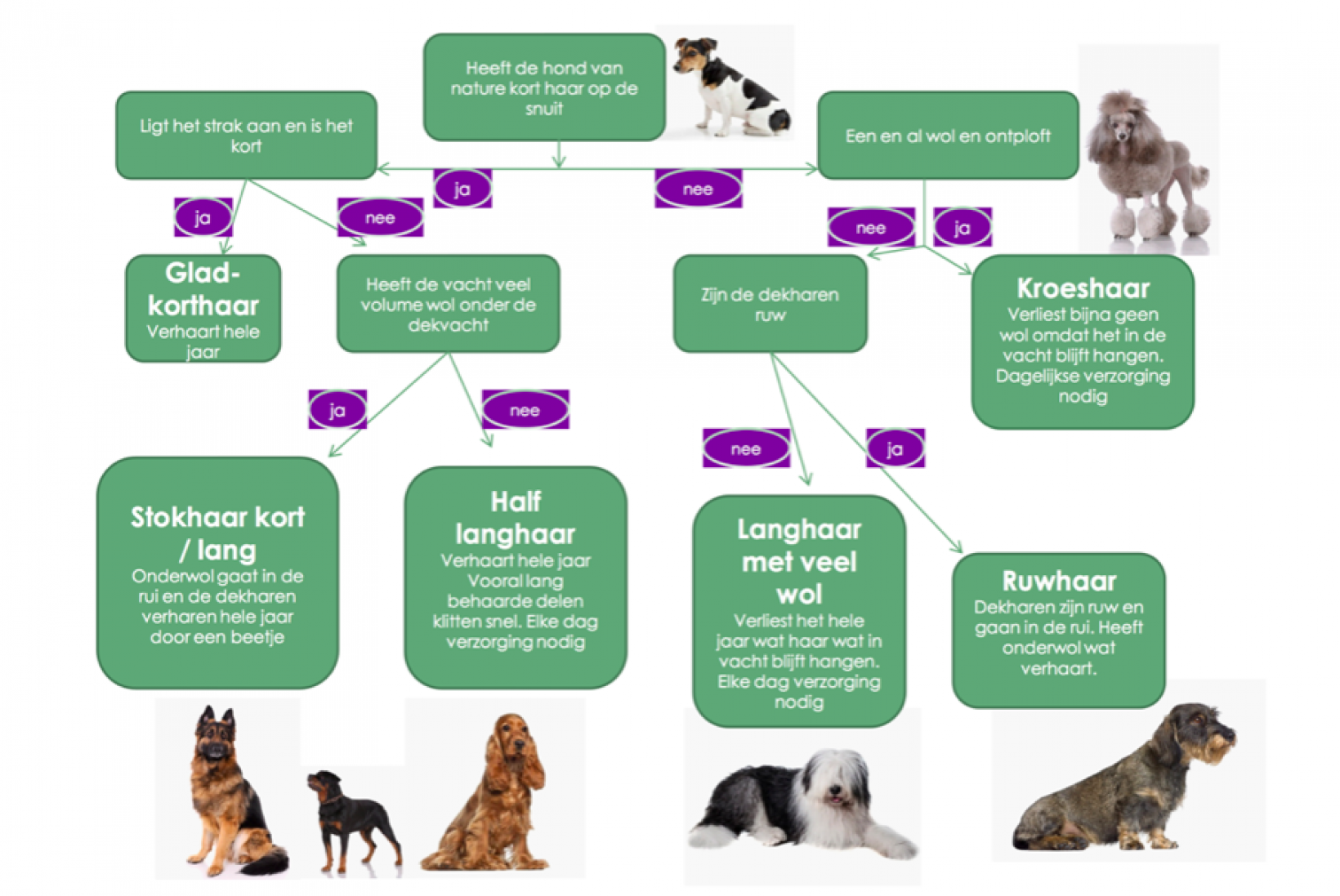 Vacht hond borstelen