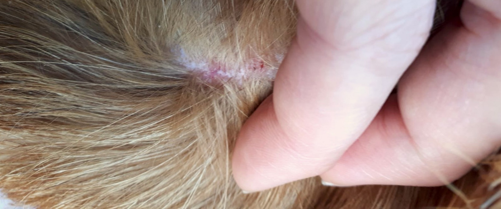 Vacht wondjes Hond