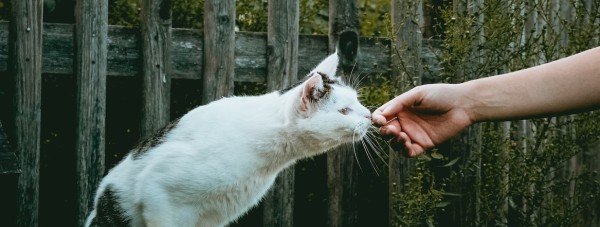 Huisdieren vermist Verhuisdieren