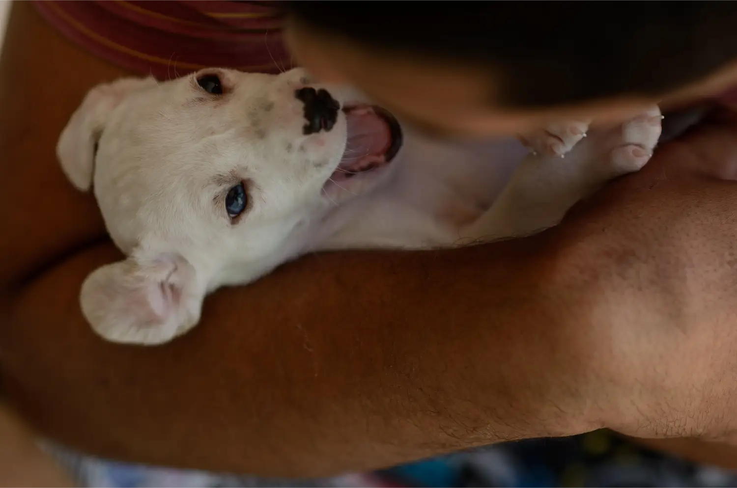 Puppy kopen adopteren via Stichting Verhuisdierne