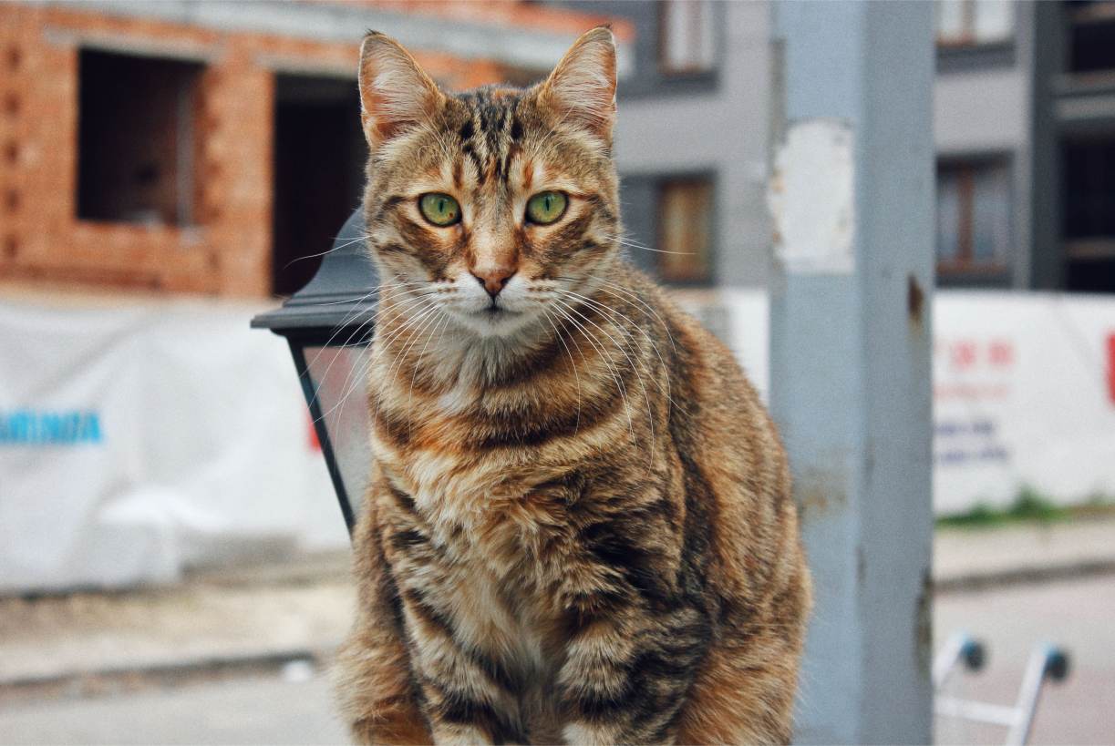Zwerfkatten Verhuisdieren
