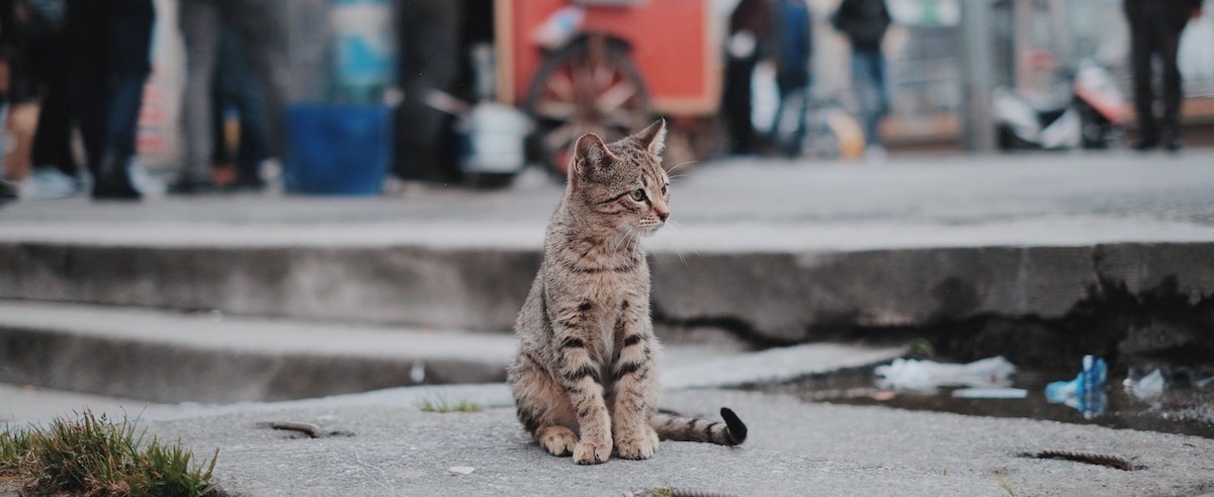 Hond of kat vermist Verhuisdieren