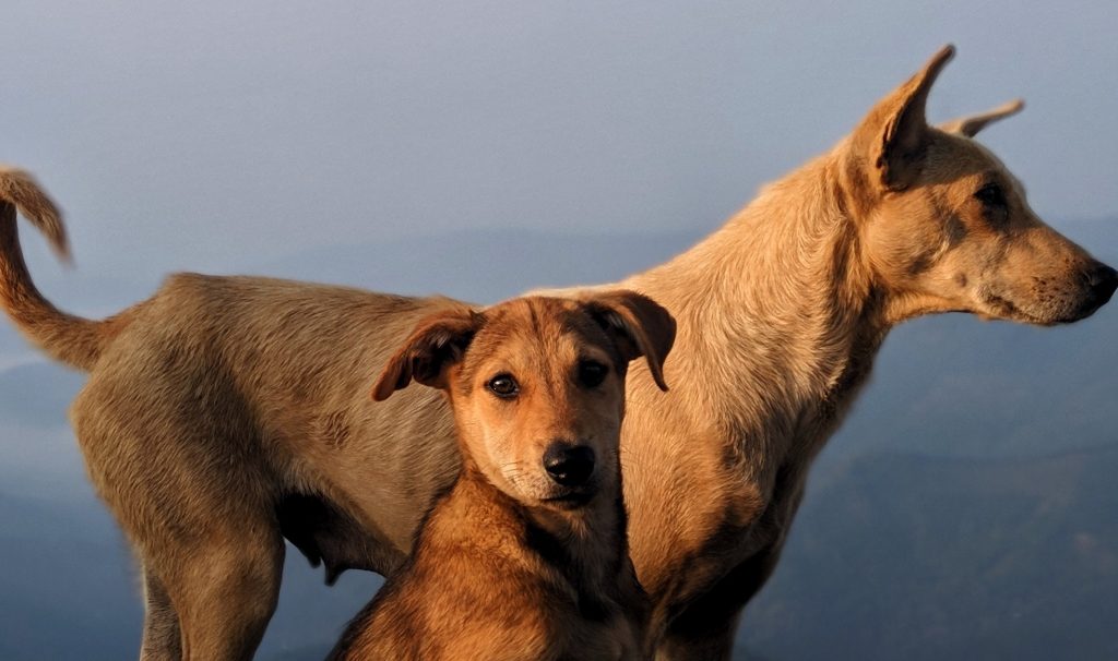 Zwerfhond Online Cursus Zwerfhond cursus