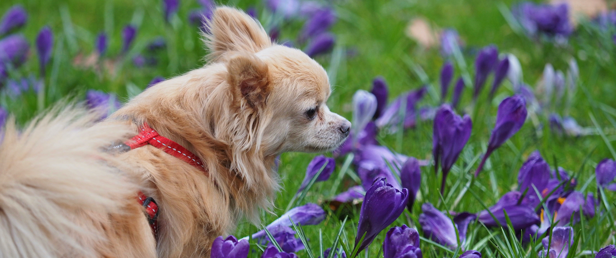 Chihuahua adopteren