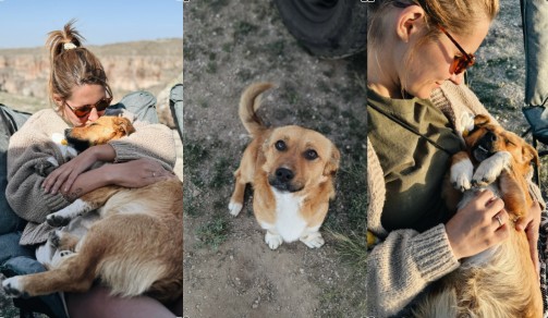 Hond Ziggy Turkije Zwerfdieren