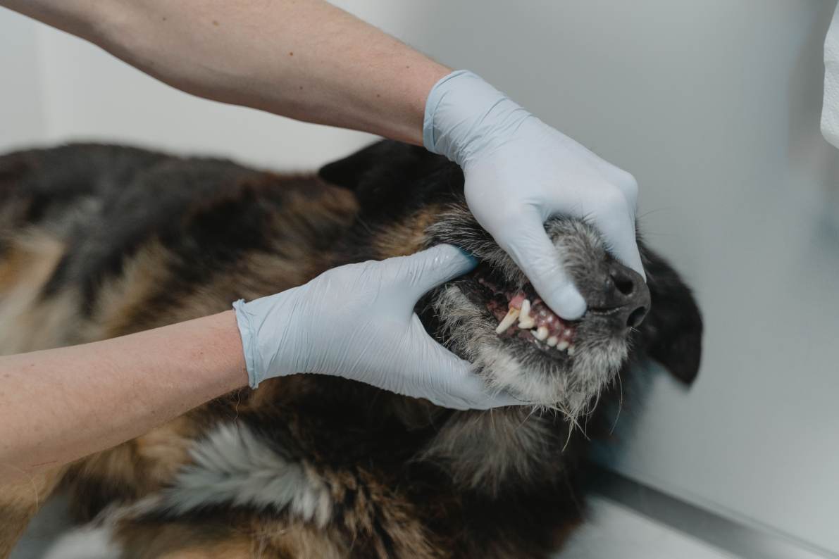 Kabinet maatregelen dierenartskosten Verhuisdieren