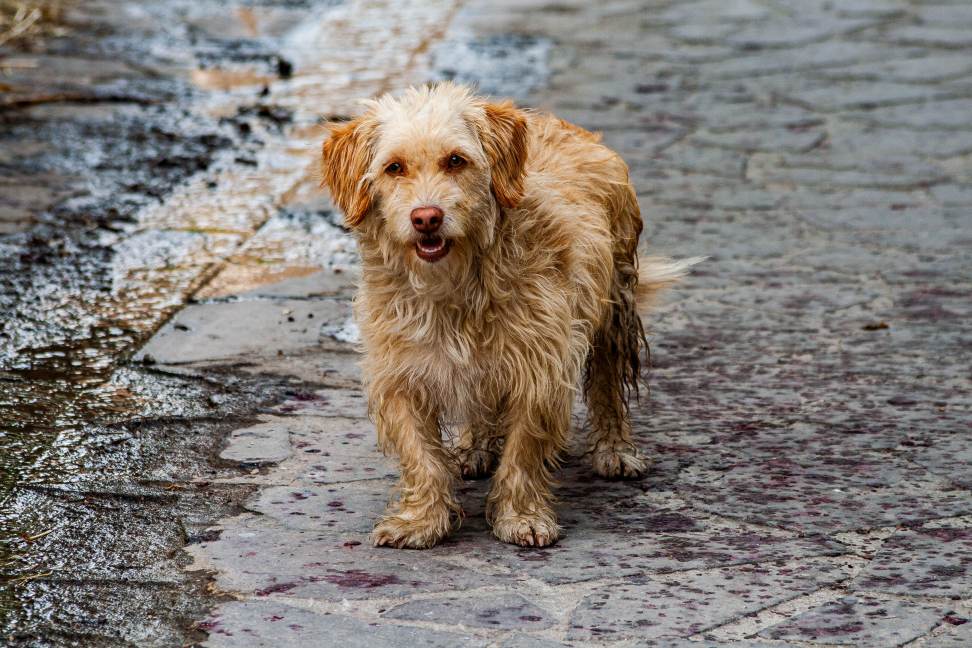 Zwerfhond Verhuisdieren