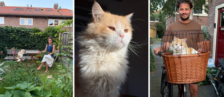 Amsterdam kat adopteren