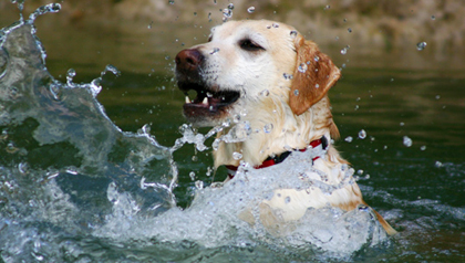 Massage hond Verhuisdieren