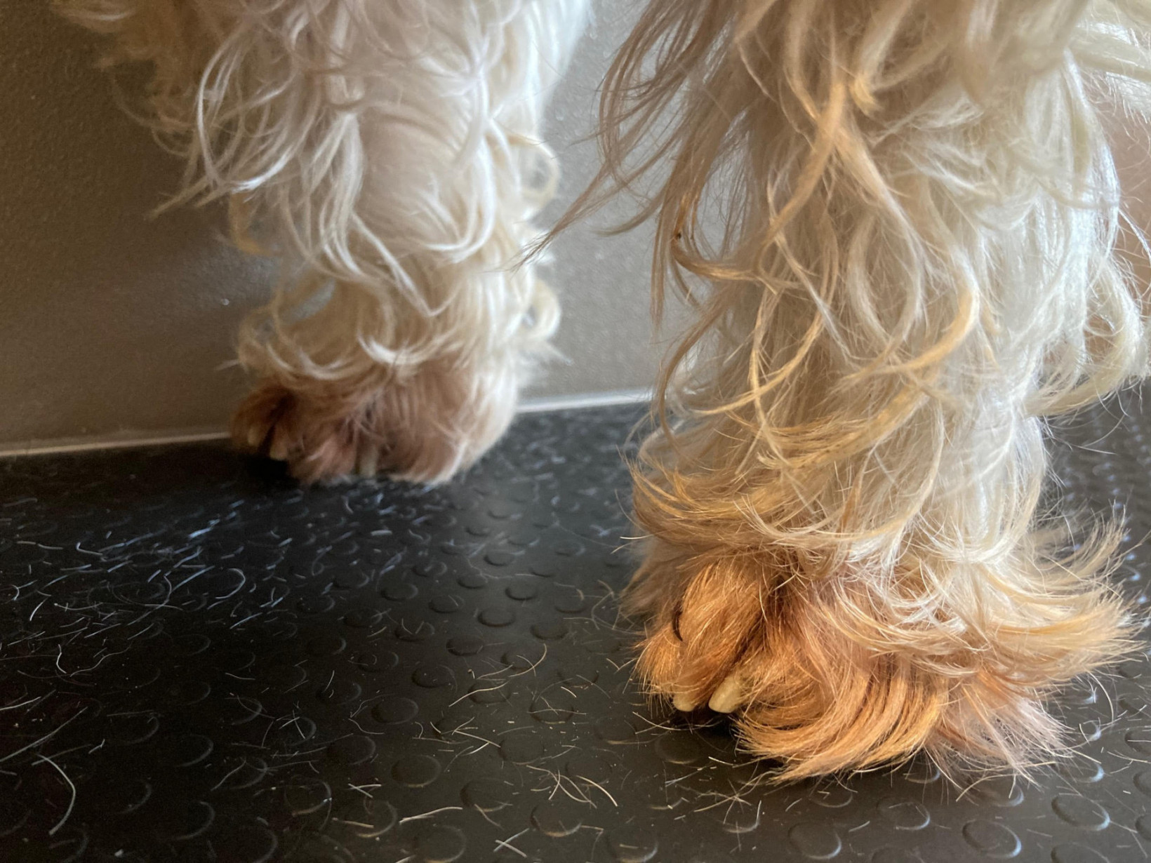 Vachtverkleuring honden Verhuisdieren