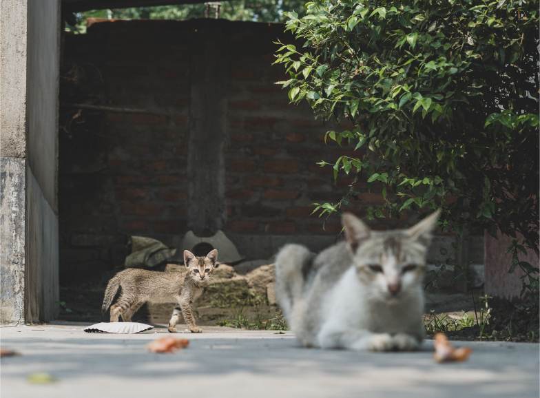 Zwerfkatten Verhuisdieren