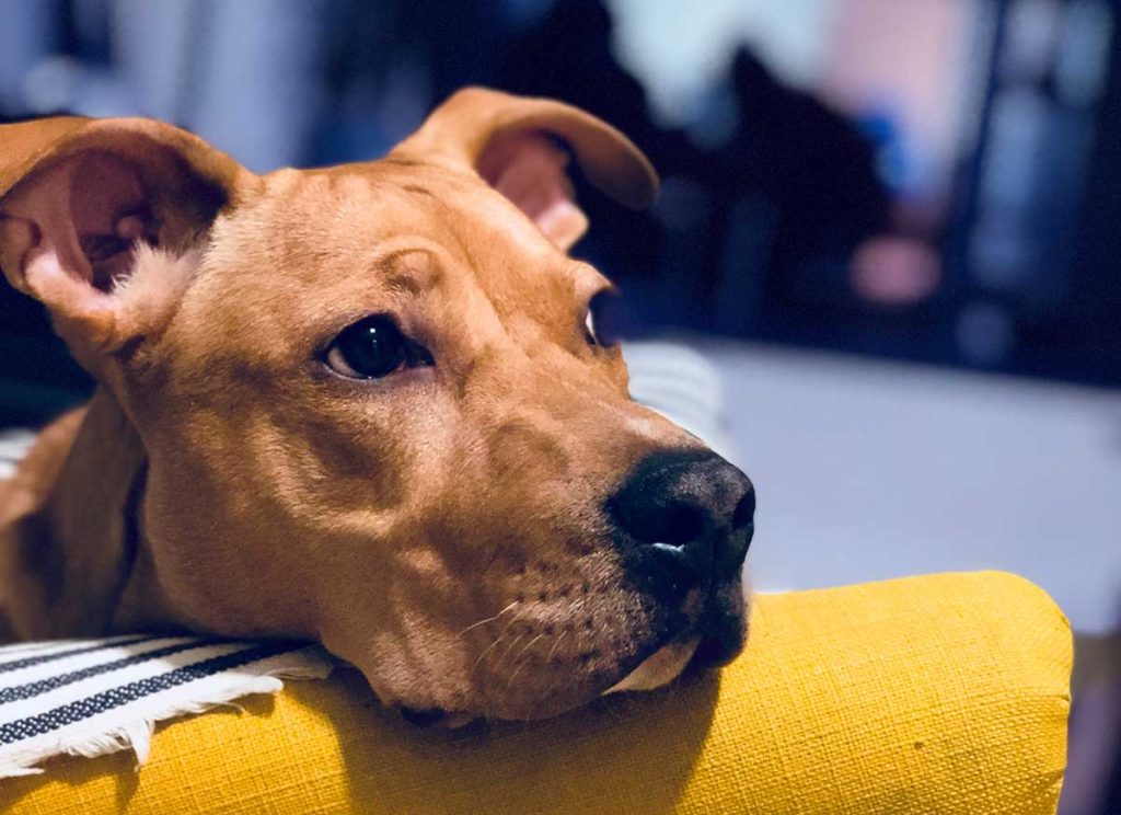 Hond bang zwerfhond Verhuisdieren