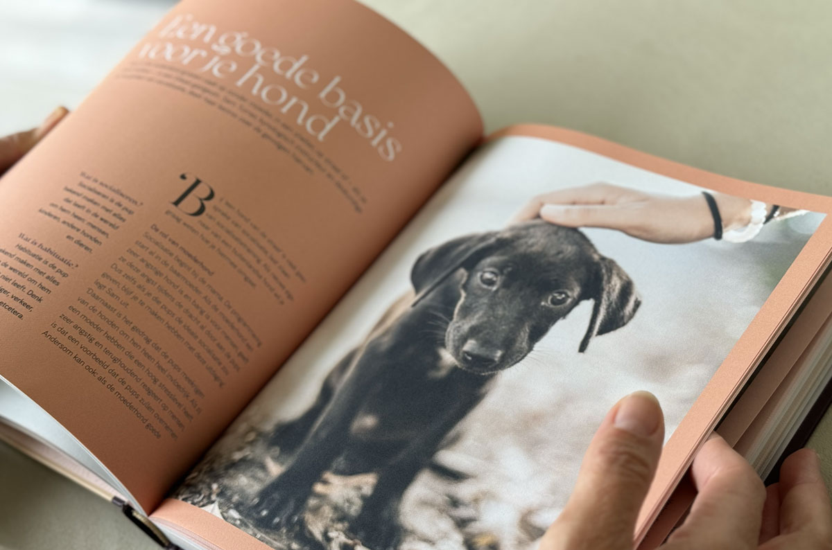 Hondjes van Goud Buitenlandse Hond Verhuisdieren
