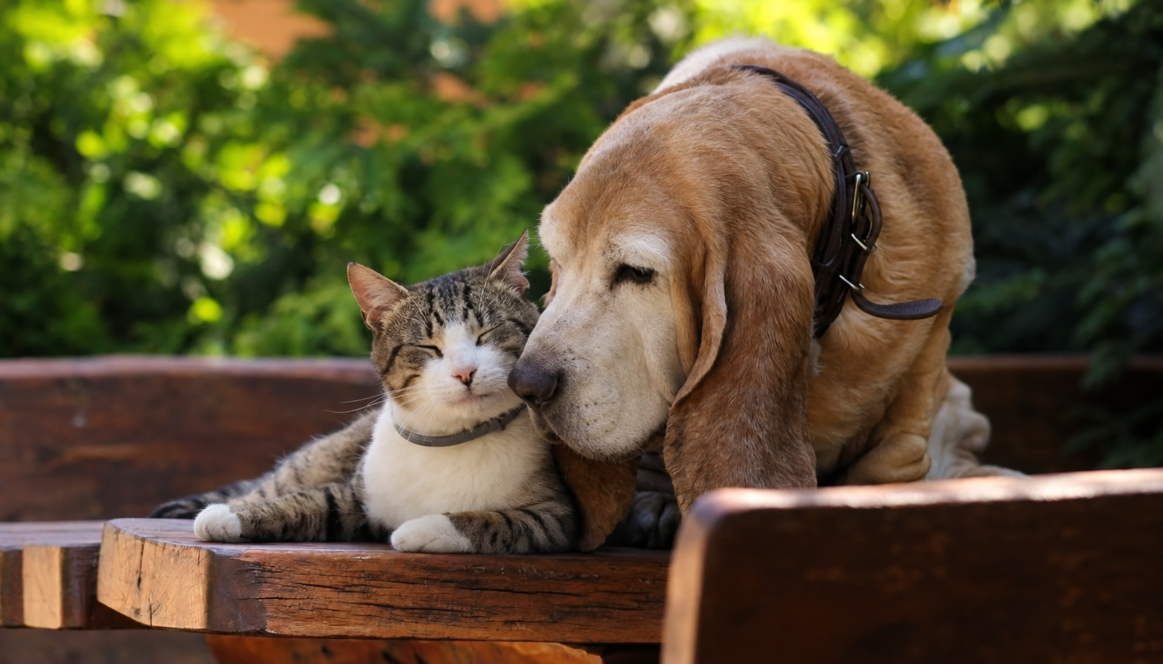 Senior Hond en Senior kat adopteren Verhuisdieren