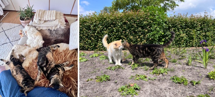 Katten introduceren Verhuisdieren