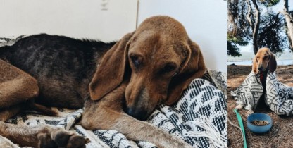 Greek hound Griekenland