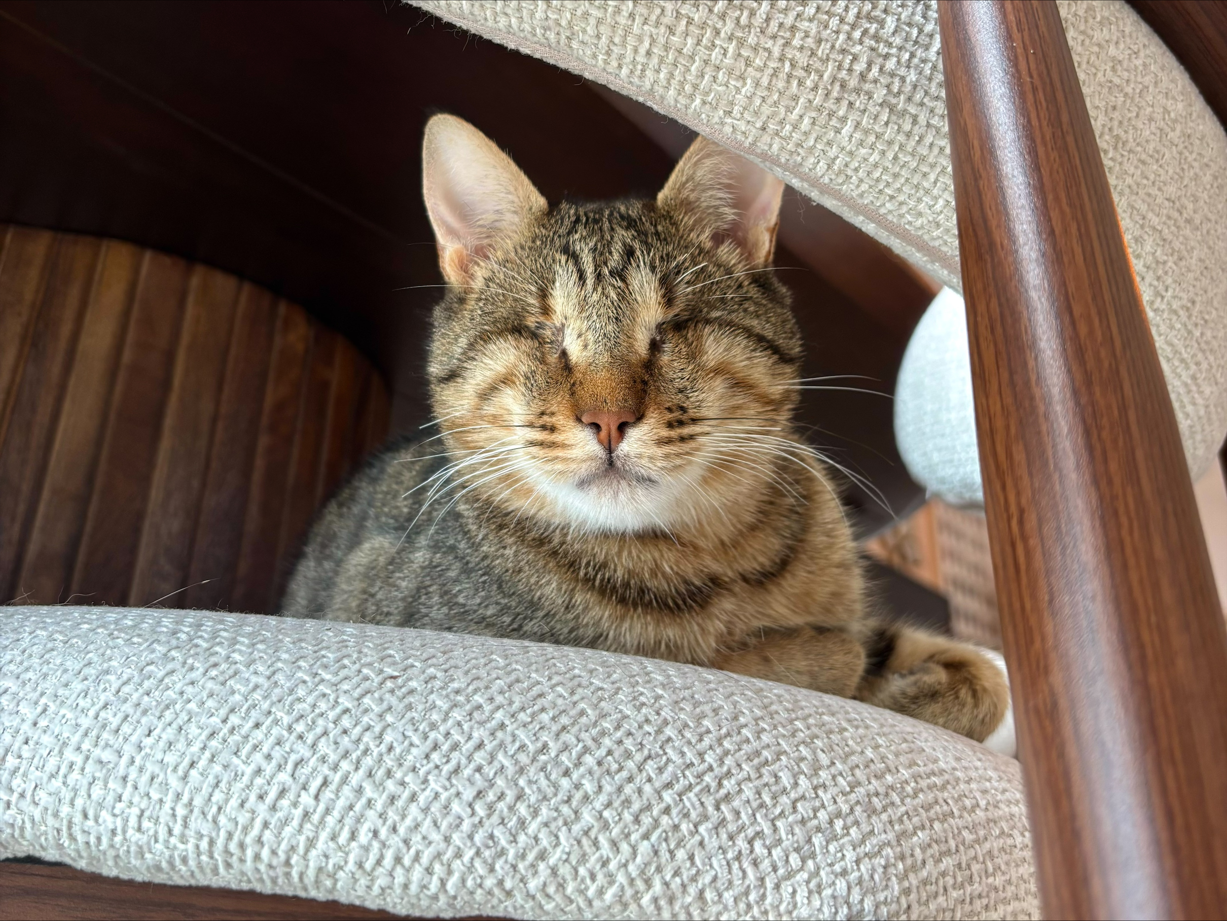 Blinde kat Griekenland adopteren