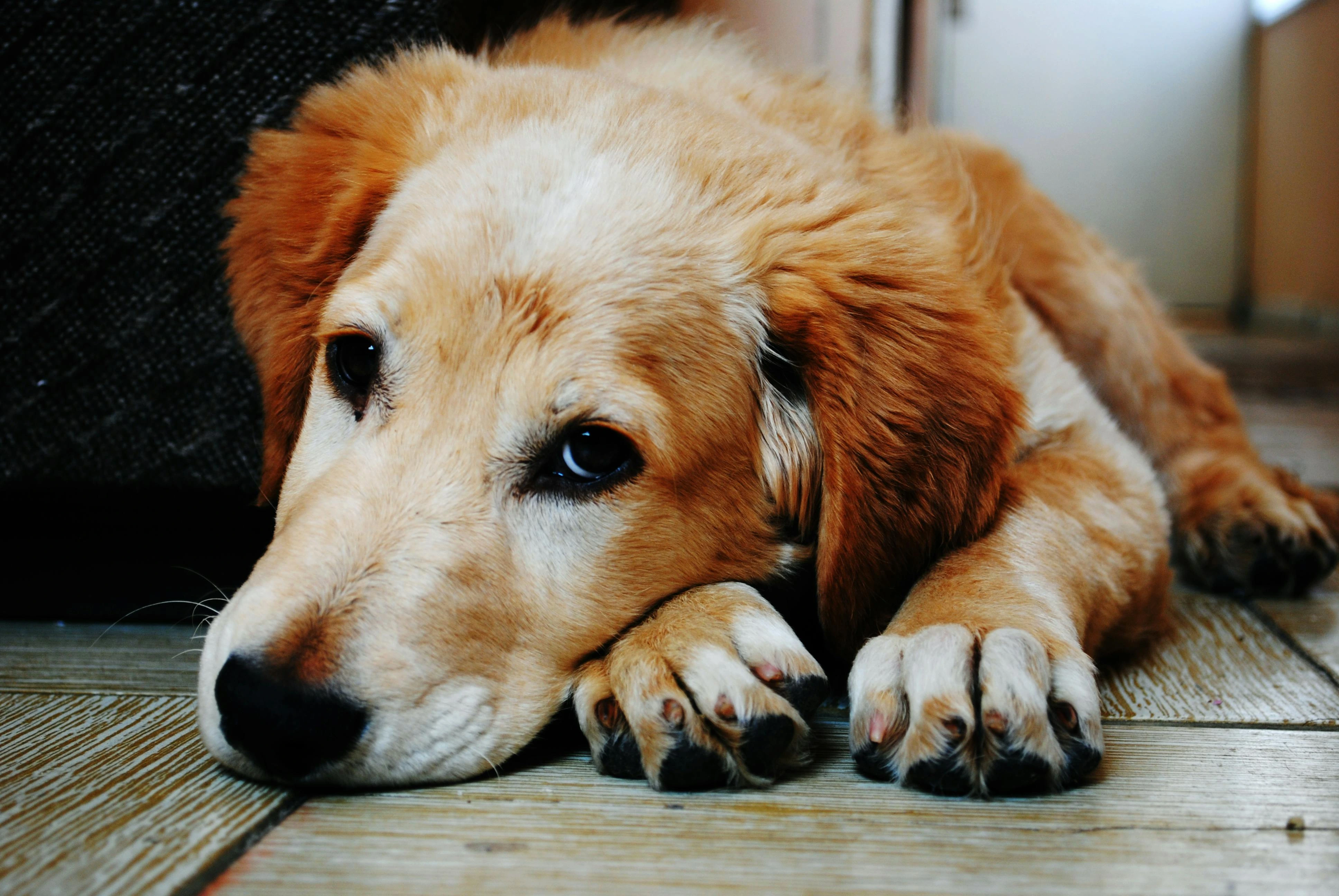 3-3-3 regel honden