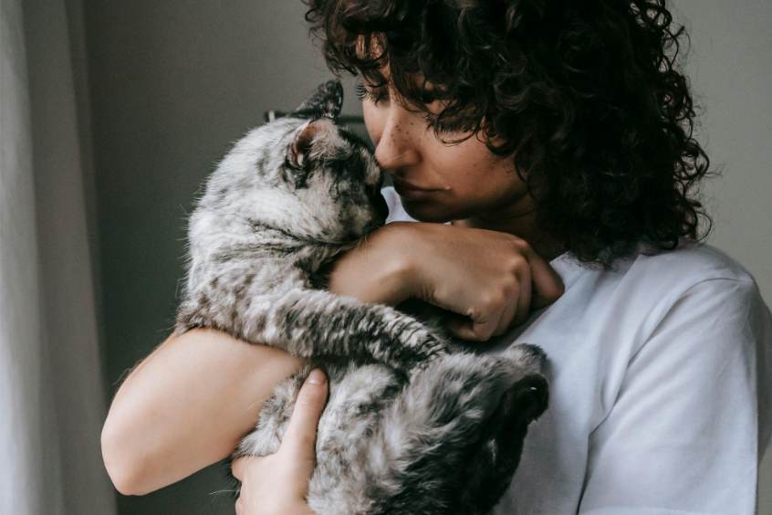 Kat eenzaamheid Verhuisdieren