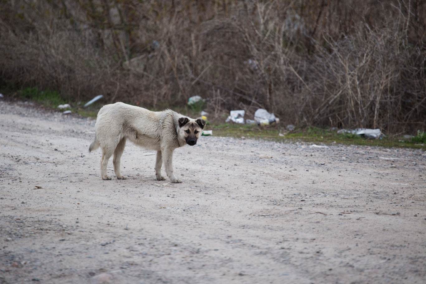 Zwerfhond Kangal Turkije Verhuisdieren