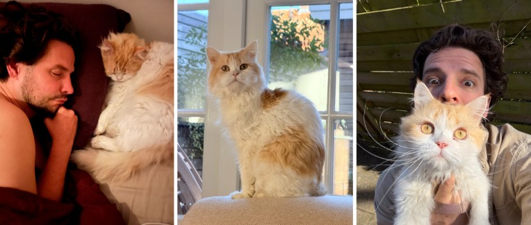 Kat ras adopteren Amsterdam