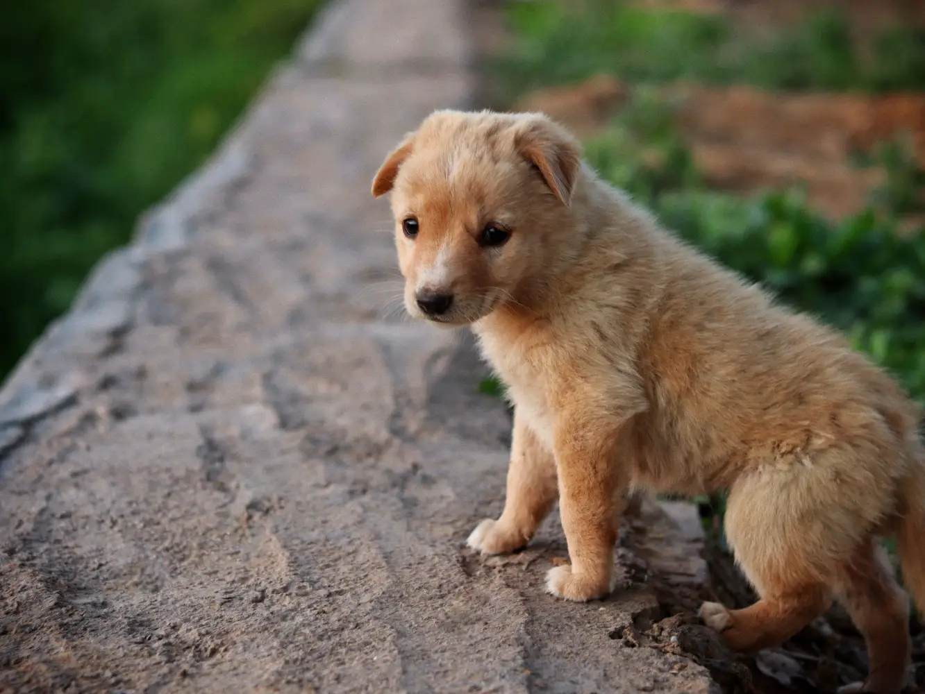 Puppy adopteren via Verhuisdieren