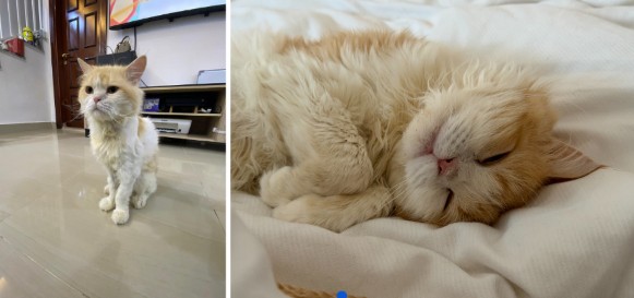 Zwerfkat Dubai Raskat adopteren