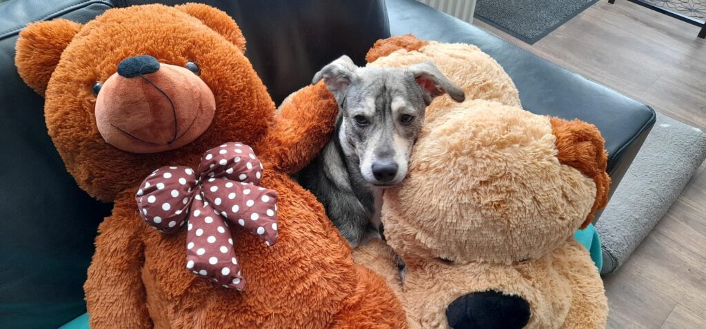 Training zwerfhond adoptie